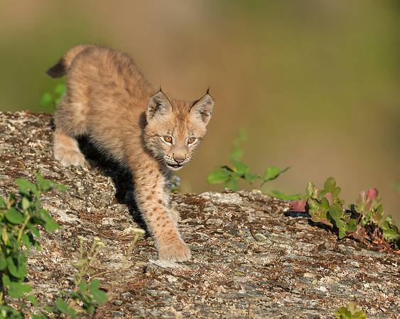 Siberian lynx kitten