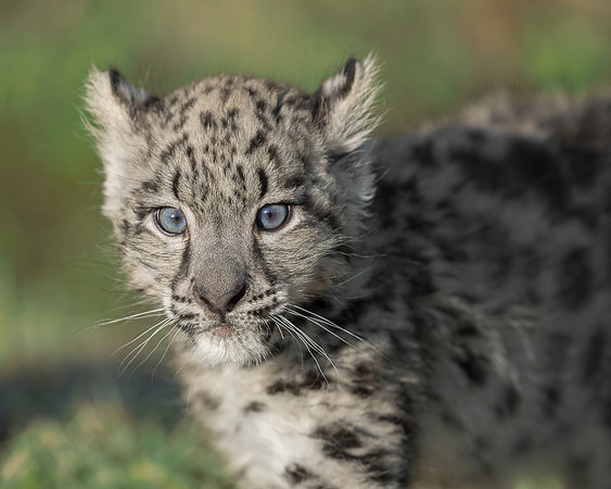 Snow leopard cub