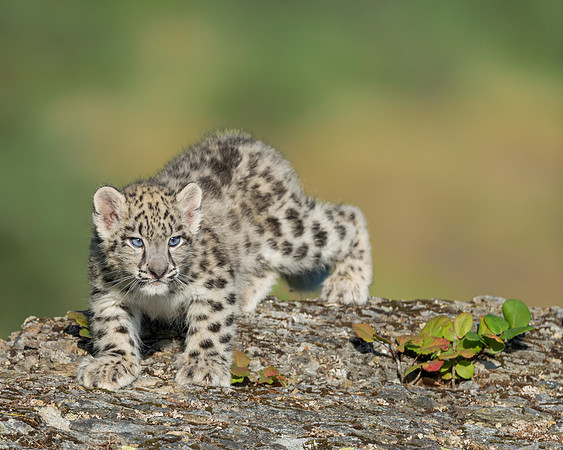 Snow leopard cub