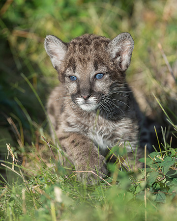 Mountain lion cub
