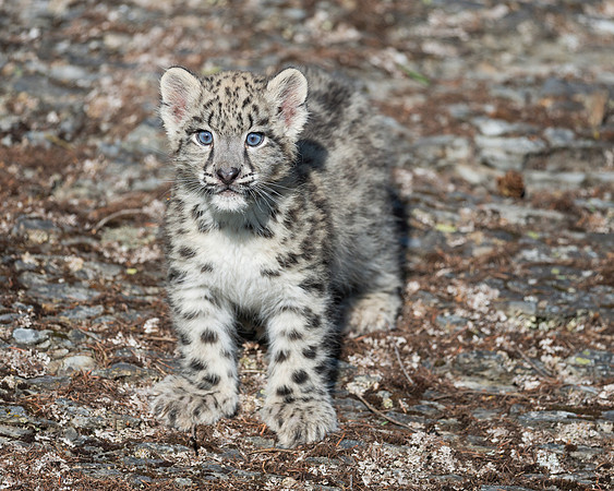 Snow Leopard Kitten