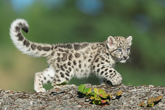 Snow Leopard Kitten
