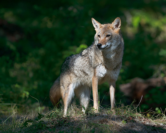 Coyote