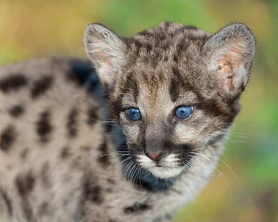 Mountain lion cub