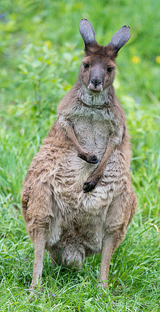 Kangaroo