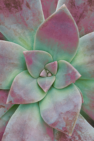 Purple and green succulent