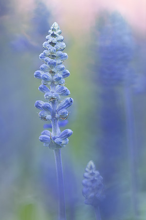 Lavender
