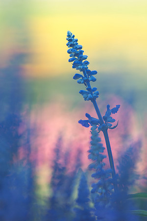 Lavender