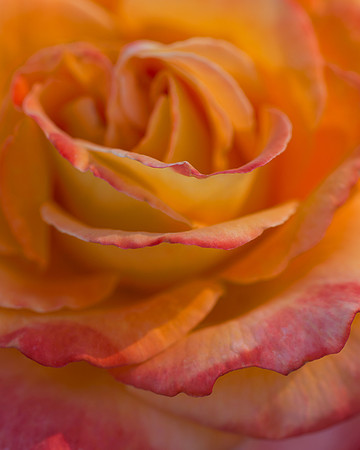 Caribbean Rose
