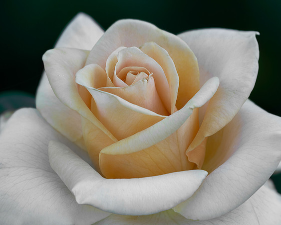 "Marilyn Monroe" Rose