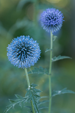 Purple Allium flower