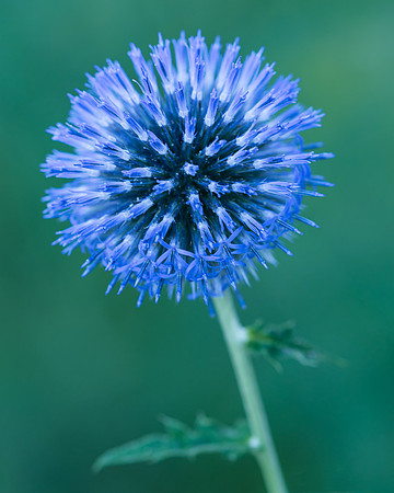 Purple Allium flower
