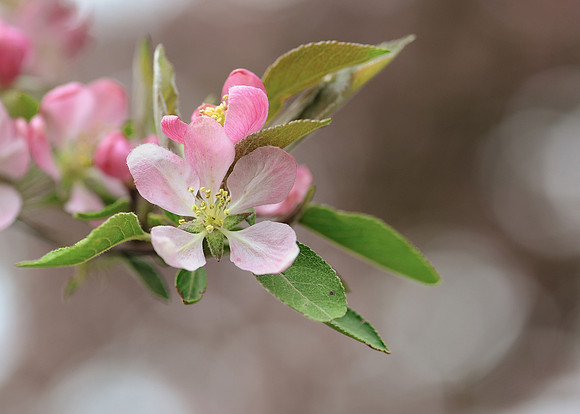 Pear tree flower