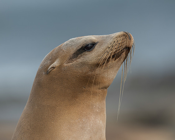 Sea lion