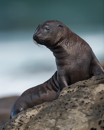Sea lion