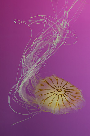 Jellyfish