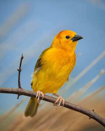 Taveta Golden Weaver