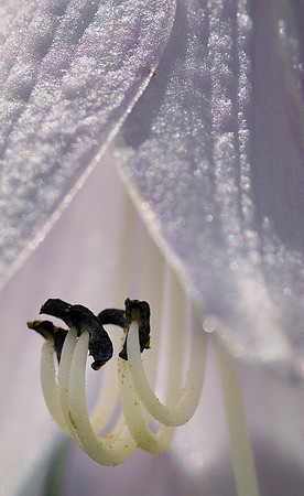 Flower curtain