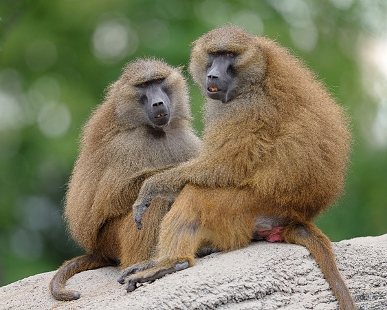 Baboons