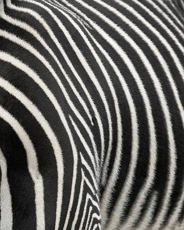 Zebra stripes