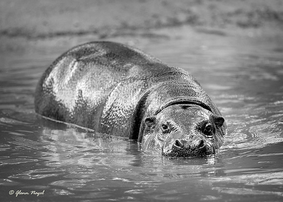 Pygmy hippo