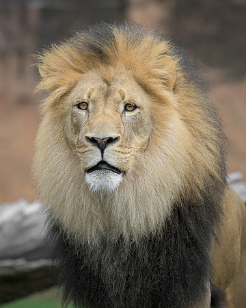 African Lion
