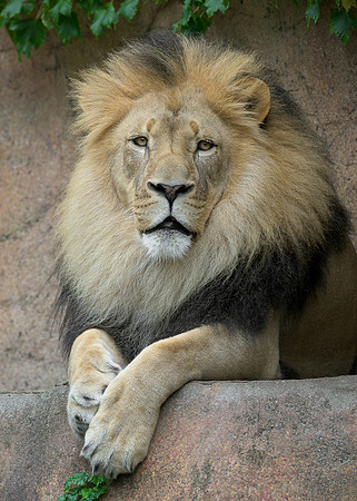 African Lion