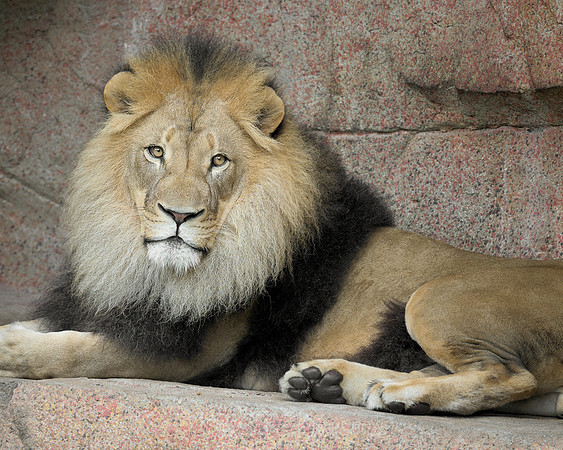 African Lion