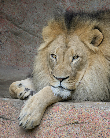 African Lion