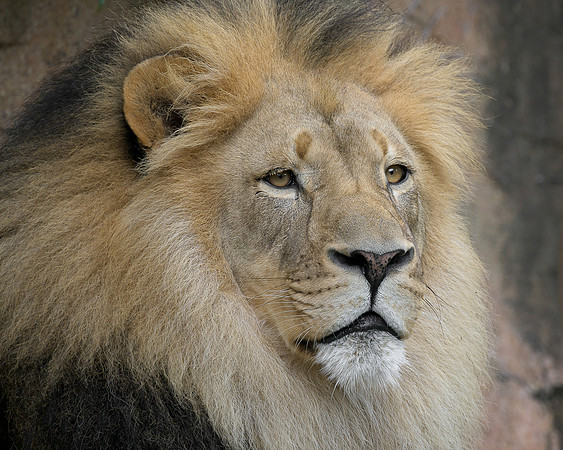 African Lion