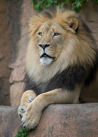 African Lion