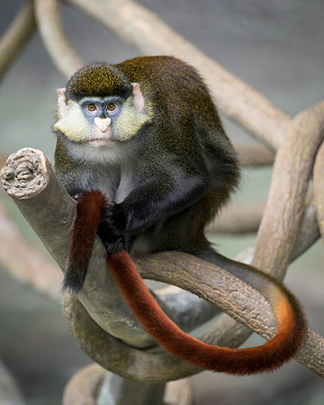 Schmidt's Red-Tailed Guenon