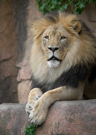 African Lion