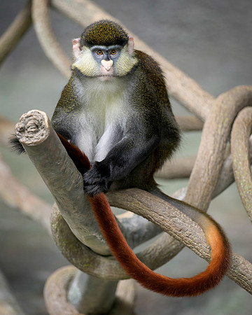 Schmidt's Red-Tailed Guenon