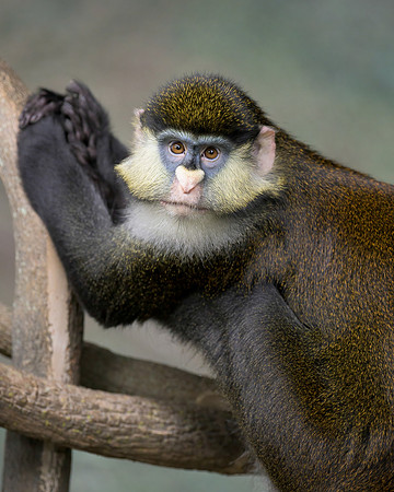 Schmidt's Red-Tailed Guenon