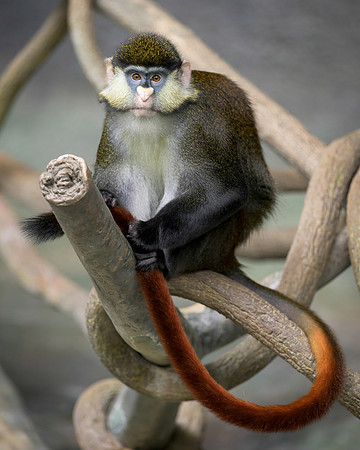 Schmidt's Red-Tailed Guenon