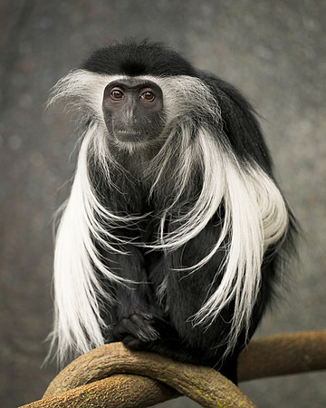 Angolan Colobus