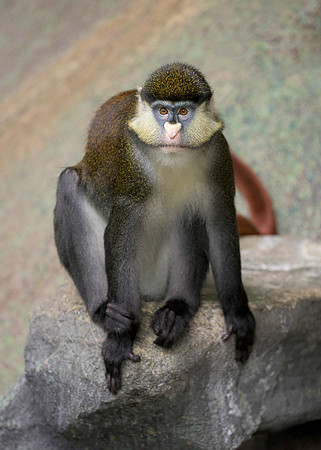 Schmidt's Red-Tailed Guenon