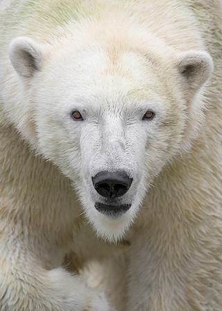 Polar bear