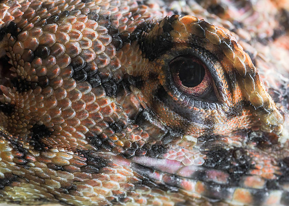 Reptile eye