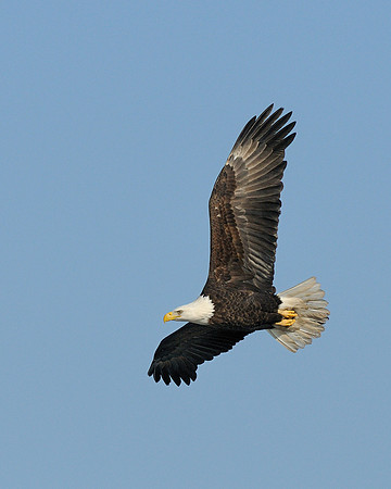 Eagle in flight
