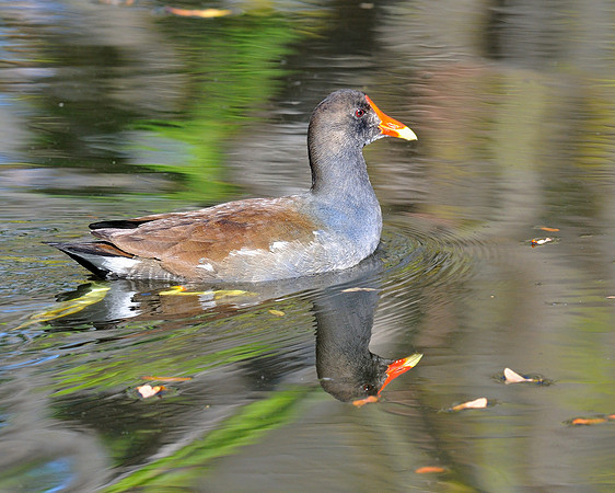 Duck