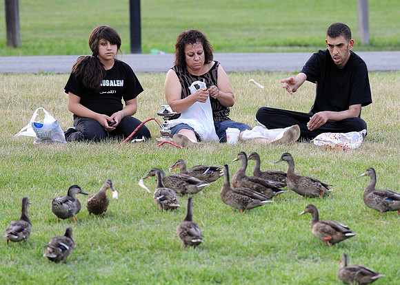 Feeding the ducks