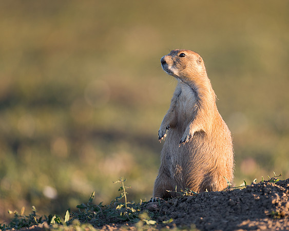 Prairie dog