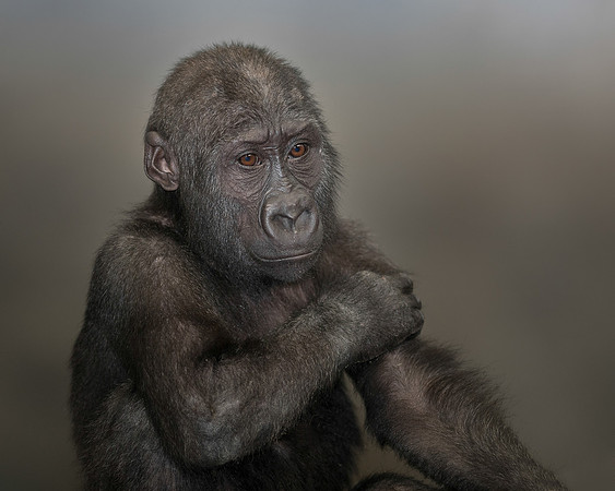 Infant gorilla