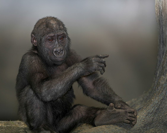Infant gorilla
