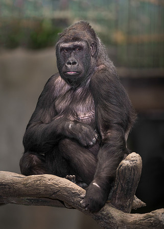 Gorilla