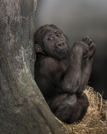 Infant gorilla