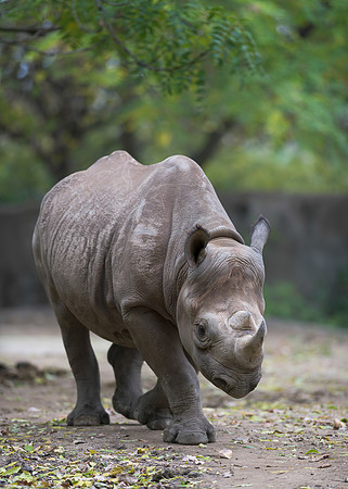 Rhinoceros