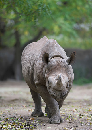 Rhinoceros